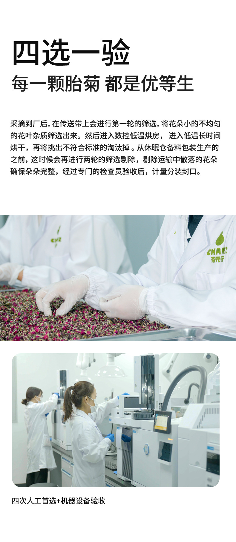 Tai Ju Chrysanthemum Tea Buds 90g Can Dried Taiju Herbal Flower Tea from Zhejiang Tongxiang specifications