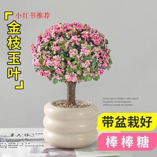 Import and Export of Small Potted Succulent Plants with Golden Branches and Jade Leaves, Lollipop Fortune-Attracting Bonsai, Kindergarten Interior Flowers