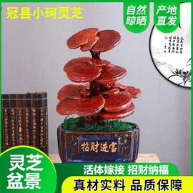 灵芝;盆景;其他滋补