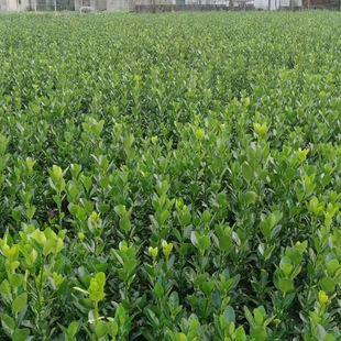 ���~�S�� ë�� ɫ�K ��ɭŮؑ �t���^ľ ��������Gֲ�S���