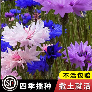 Cornflower Seeds Are Sown and Bloomed in All Seasons, Outdoor Courtyard Greening Florals, Large-Flowered Blue Cornflower Seeds