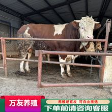 肉牛養殖場養殖 育肥一頭西門塔爾牛一年的純利潤是多少 牛犢