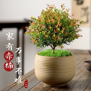 �Ϙ�С�~������ԾGֲ���ܺ��B������ļ��������^�҃ȿ͏d