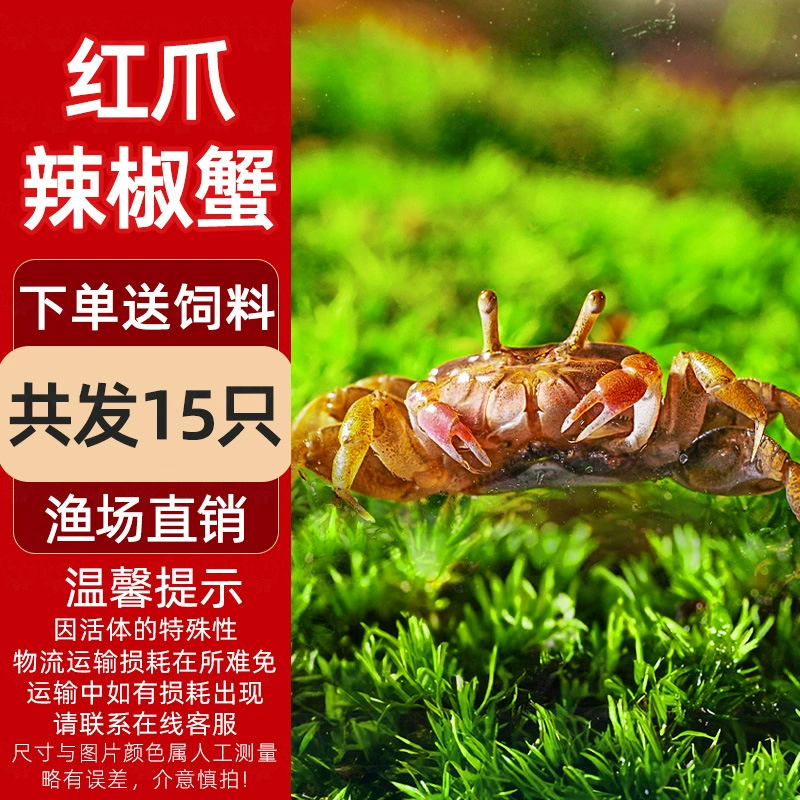 Миничилийсковая жареная крабовая ornamental Fish Hermit Crab Подводная маленькая водорослеедка Малый Краб Романтическая креветка