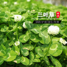 批发三叶草种子幸运草红三叶白三叶草籽四季常青耐寒绿化草坪种籽