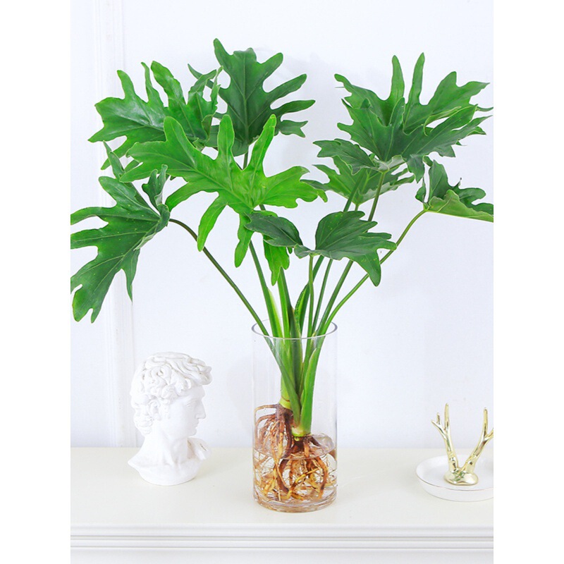 Hydroponic Plants, Spring Rain Potted Plants, Indoor Monstera, Spring Rain Green Plants, Evergreen Pothos, Easy to Maintain Office Desk