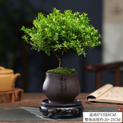 Small-Leaf Red Nan Old Stump Seedlings, Red Sandalwood Micro-Landscape Hydroponics, Easy to Maintain in the Office All Year Round, Golden Nanmu Green Plants