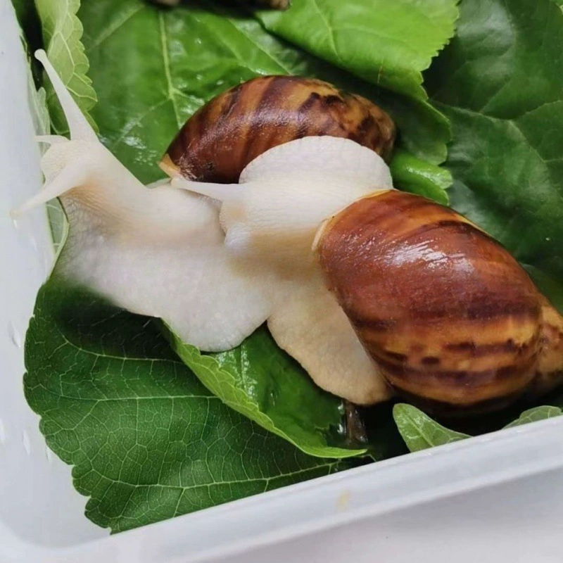 Pet White Jade Snails for School Experiments, Live 2–7 cm, Educational Observation Kit