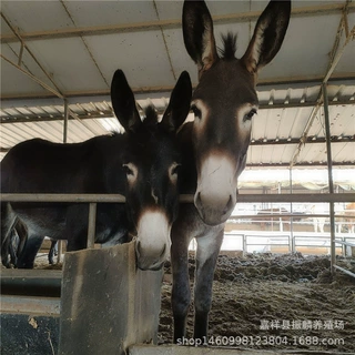 一头肉驴苗价 肉驴怎么选 改良驴苗哪里便宜 德州驴小驴驹
