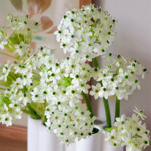 天鹅绒种球伯利恒之星虎眼万年青耐寒多年生阳台庭院风信子花卉