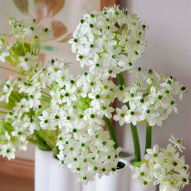 Бархатные луковицы Звезда Бетельгейза тигровый глаз вечнозеленый морозостойкий многолетник балкон двор гиацинт цветы