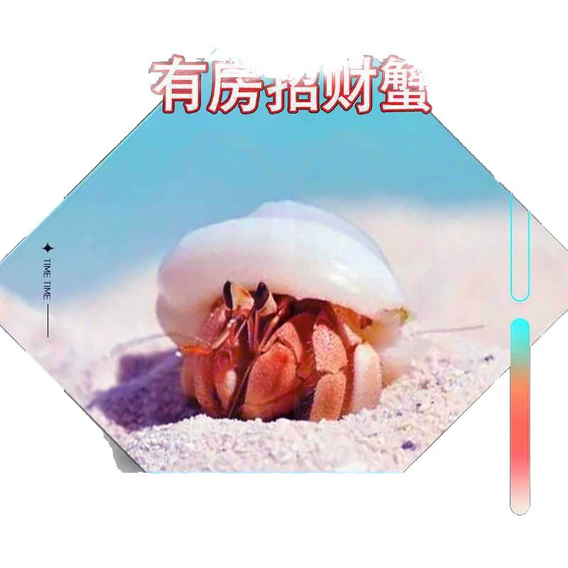 易养小豆丁宠物新手宠观赏蟹缸懒人蟹淡水爬