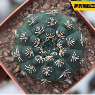 Rui Chang Yushi Cactus, a Rare White Thorn That Does Not Prick Your Hands and Is Easy to Feed and Easy to Survive in the Summer Office