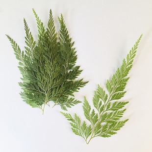 Green Black Fern Plant Specimen Kindergarten Handmade Leaf Sticker Mobile Phone Shell Baffle Table Lamp Dropping Glue Dried Flower Embossing