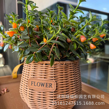 金鱼吊兰金边金心吊兰家居办公室内盆栽吸甲醛净化空气绿萝植物