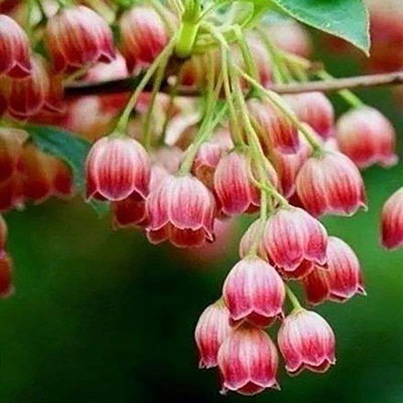 Venta al por mayor transfronteriza de semillas de lirio de los valles en macetas, semillas de flores de sabor fuerte, plantas de sala de estar de interior, flores en todas las estaciones