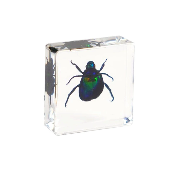 3.8cm small square medium ornate beetle