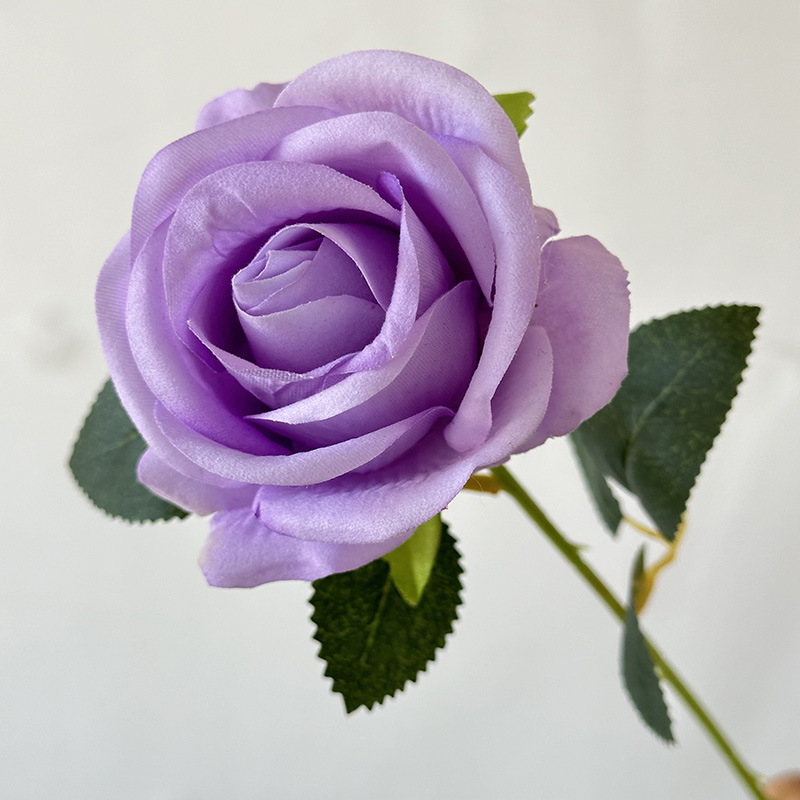 보라색