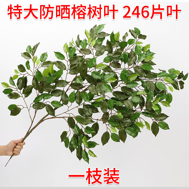 Extraordinary sunscreen banyan 1 branch