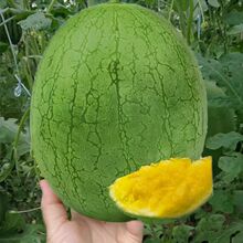 }SϷNӾGƤSȿϷNļ̨߹N