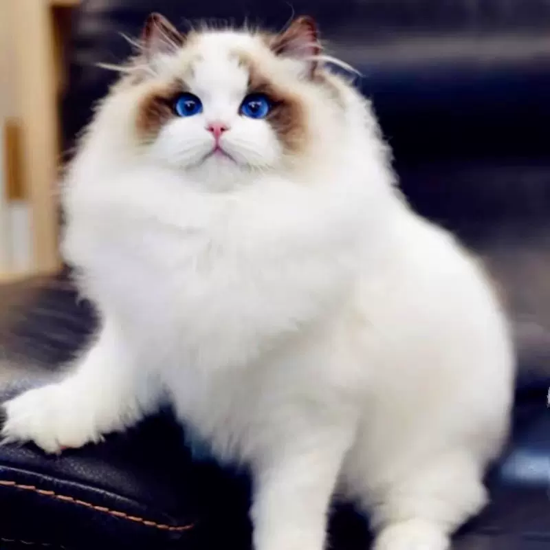 纯种布偶幼猫活体海双新脸版布偶猫幼崽赛级仙女布偶宠物幼猫活物