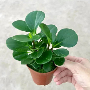 ����С�������~����G�҃������k���A�~���ܕ����Gֲ���B�o��ݗ��