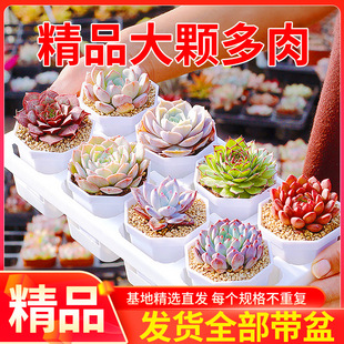 B5A����ֲ��diy���Ԏ������GֲС�������lֲ��[�����N�YƷٛ��