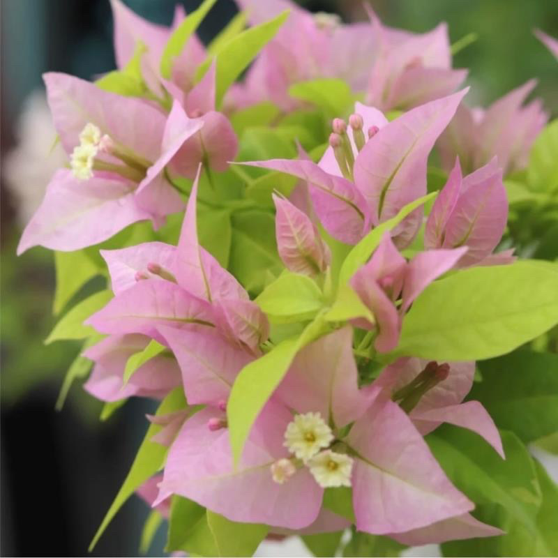 인터넷 연예인 핫모델(핑크팬더)