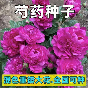 ��ș�N���ļ��_���׻��҃��⻨������ͥԺِĵ���ذ���ș���ѷN��