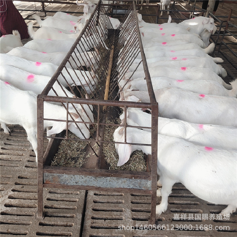 美国白山羊效率 努比亚黑山羊苗 小尾寒羊养殖场