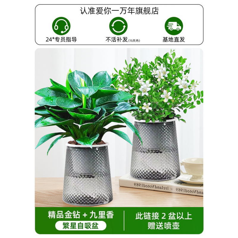 골든 다이아몬드 + 구리향 + 별 세면대 2개 + 무료 물뿌리개