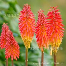 ��滨�N�����l�t��� ���ɏ�N��  ����ֱ�l ����ă�