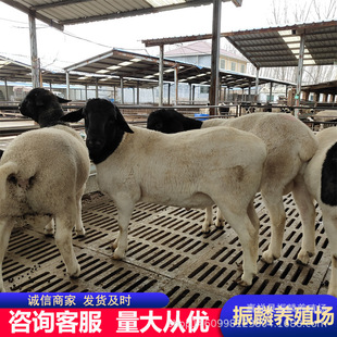 �Ų��d���ź��s���d��С�������һֻ ɽ�|�B���