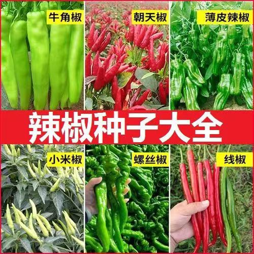 Chili Pepper Seeds, Pepper Screws, Pepper, Horn Pepper, Sweet Pepper, Greenhouse, Xiao Xinnong Wang Pepper Seeds