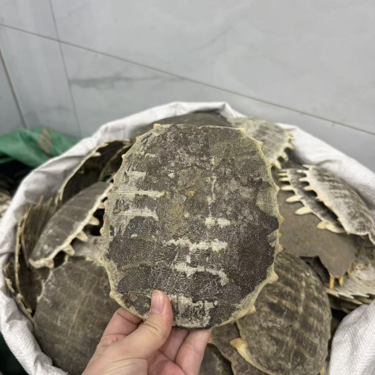 Dried Turtle Shell Bie Jia 500g Traditional Chinese Herb Sun-Dried Raw Material key features