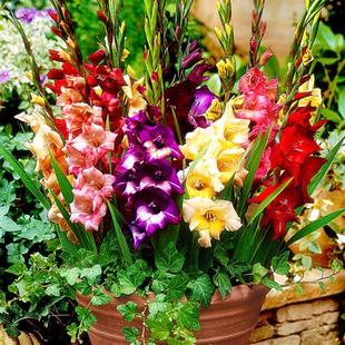 Gladiolus Bulbs Are Large Bulbs That Are Easy to Grow in Pots in All Seasons. Gladiolus Bulb Plants Are Easy to Grow in Indoor Balcony Flower Seeds