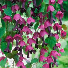 TM*���R�������*�M�ڻ��N���������������ļ��N�҃������׻��