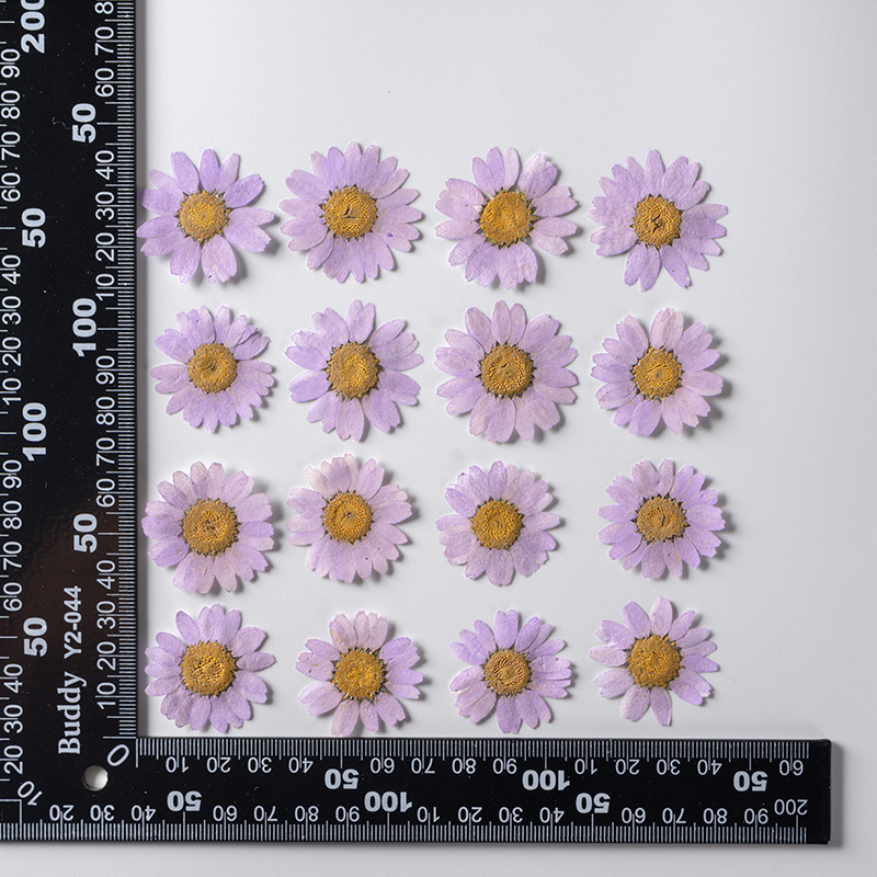 晶菊押し花ドライフラワーdiyグリーティングカードブックマークドリップアクセサリーアクセサリーアロマキャンドル配材エンボス乾燥葉真花|undefined