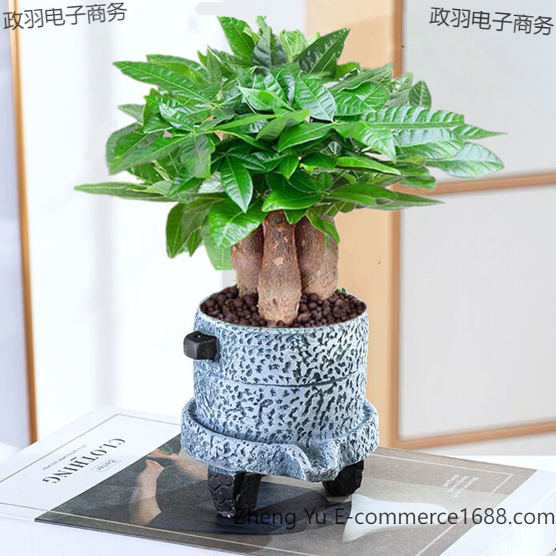 发财树盆栽室内客厅桌面绿植发财树招财树四季常青净化空气除甲醛