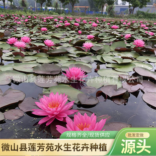 Wholesale of Multi-Color Water Lilies, Garden Greening Water Lily Seedlings, Long Flowering Period and Easy to Survive