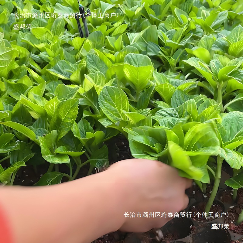 云南直发绣球花苗小苗棵装无尽夏四季开花室内阳台盆栽植物花卉