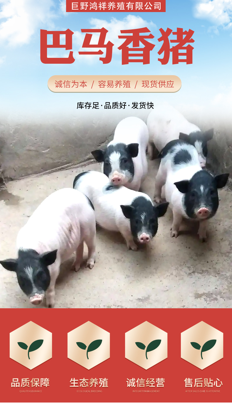 巴马香猪详情_01.jpg