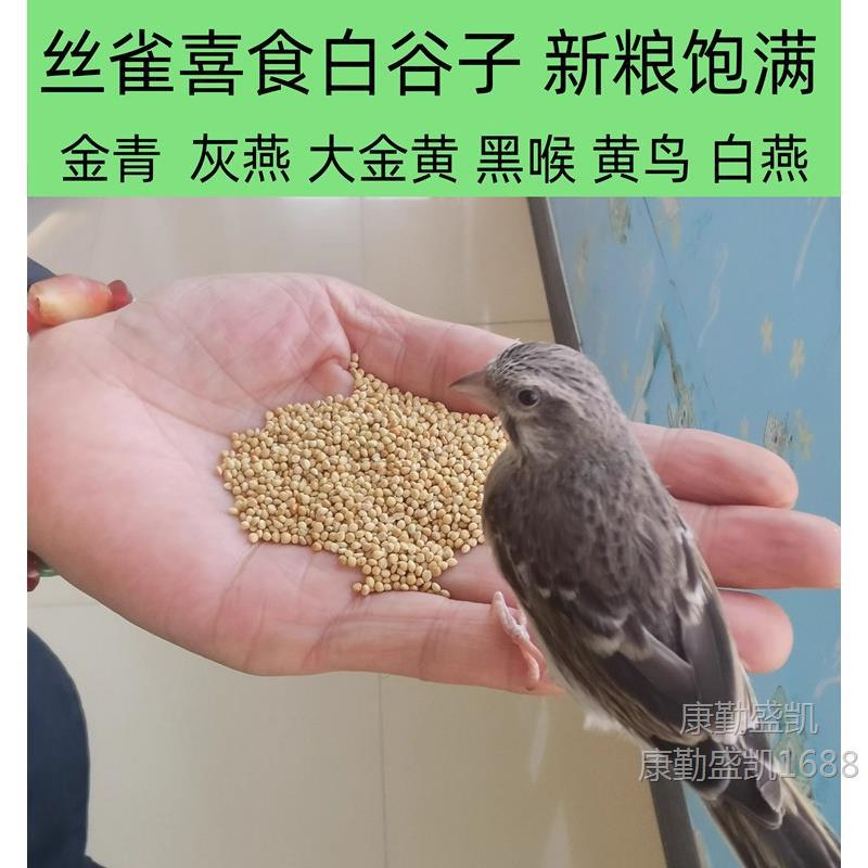鸟食大粒黄谷子带壳小黄鸟粮 玉鸟 金青灰燕大金黄文鸟鹦鹉鸟饲料