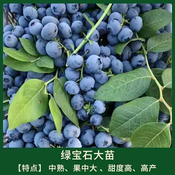 Blueberry emerald potted seedlings 50-60cm (healthy and replenishing, medium-large fruit, rich sweetness, high yield) +80cm (inclusive)-89cm (inclusive)