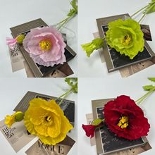 ��̖�����˷��滨ֲ�q2�^���������ڻ� ��c���üҾ��b[������