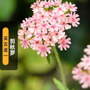 Pink Cut Autumn Seeds 200 Large-Flowered Maltese Cross Flower Seeds Perennial Cut Flower Potted Plants for Spring & Fall Sowing
