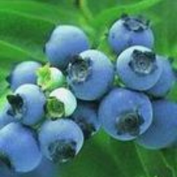 蓝莓粉末香精