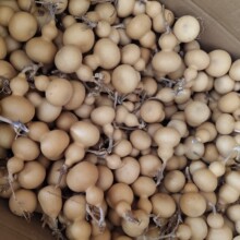 高通品相好素葫芦 美国葫芦文玩葫芦小美国葫芦手把件地摊货源