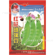 广西横县子龙种业有限公司直售批零基地大棚蔬菜种子 红花玻璃豆