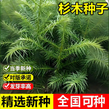 新采速生杉木种子 刺杉种子 沙树杉树水杉柳杉冷杉落羽杉油杉种子